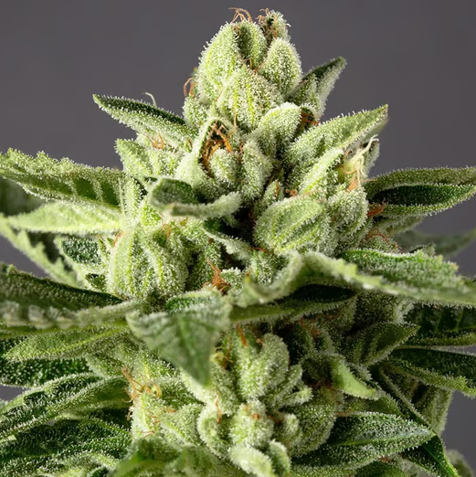 desert peaks farms gg